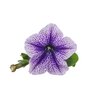 Petunia grandiflora 'Royal Lace'