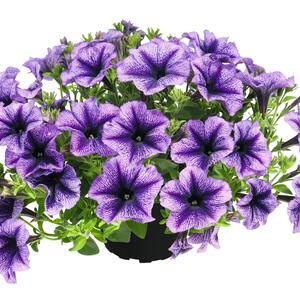 Petunia grandiflora 'Royal Lace'