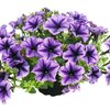 Petunia grandiflora 'Royal Lace'