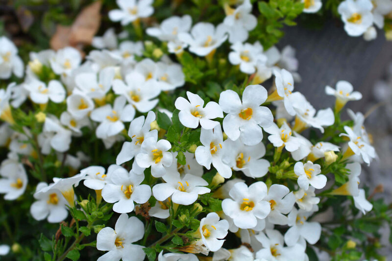 Bacopa sutera