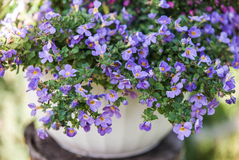 Bacopa sutera