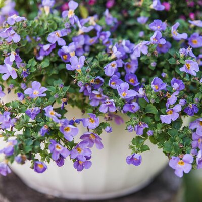 Bacopa sutera