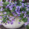 Bacopa sutera