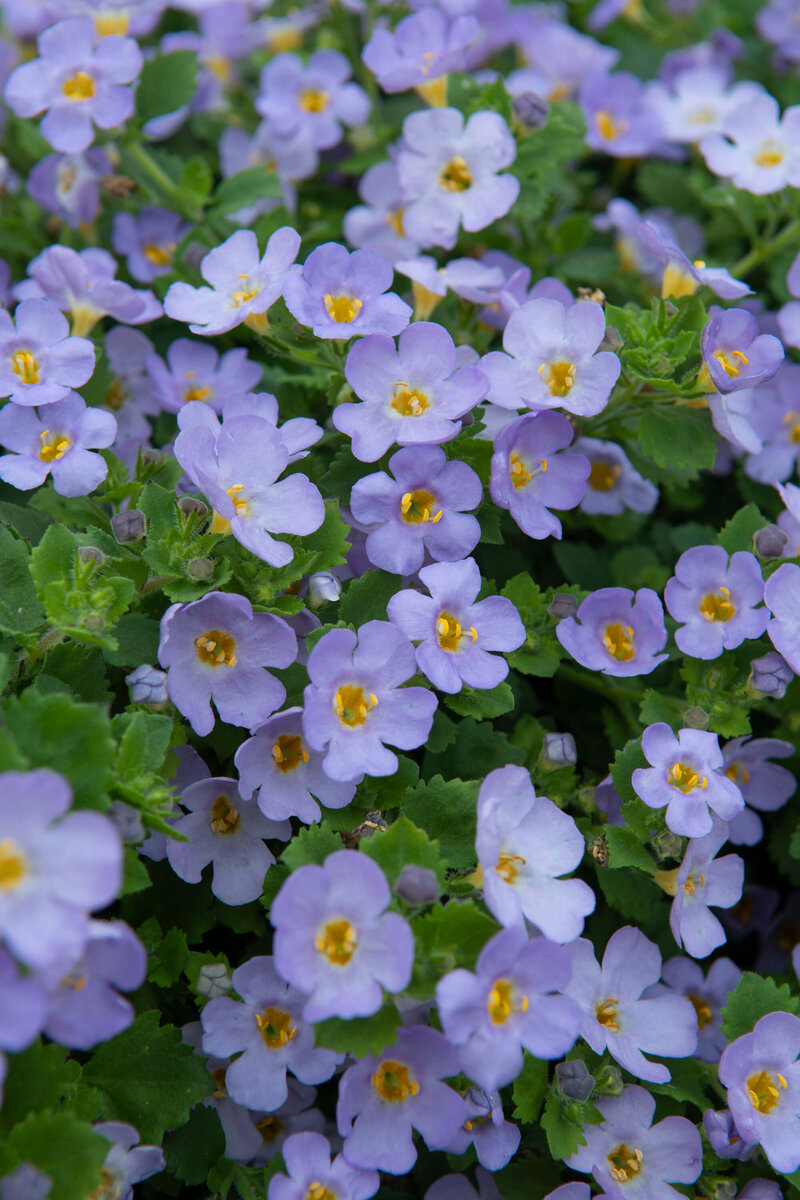 Bacopa sutera