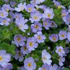 Bacopa sutera