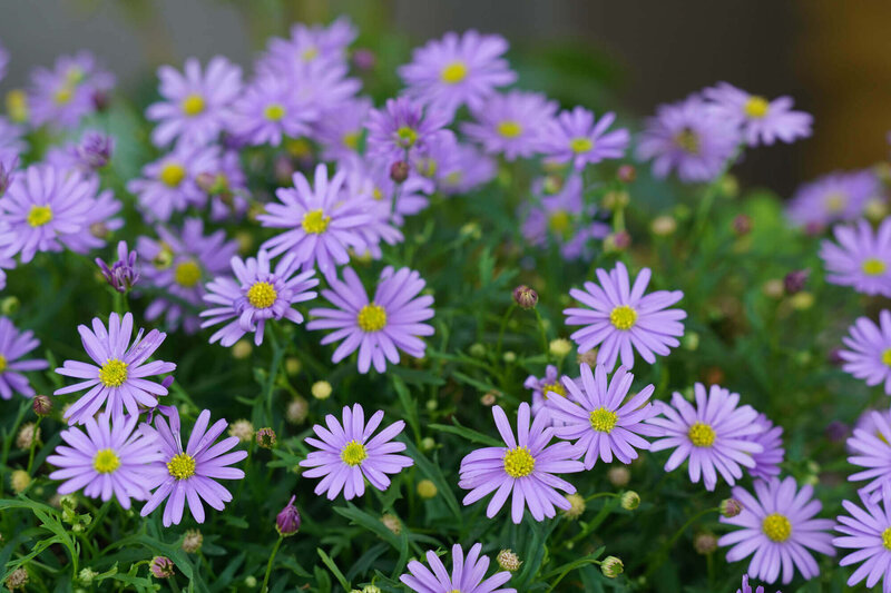 Brachyscome multifida