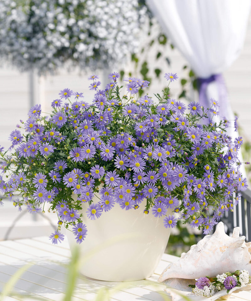 Brachyscome multifida