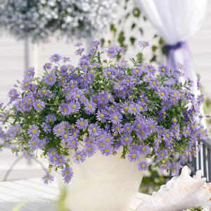 Brachyscome multifida