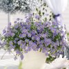 Brachyscome multifida