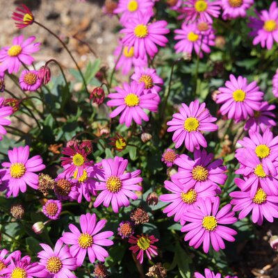 Brachyscome multifida