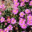 Brachyscome multifida
