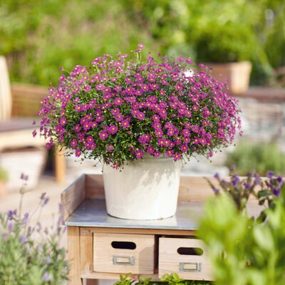Brachyscome multifida