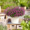 Brachyscome multifida