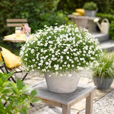Brachyscome multifida