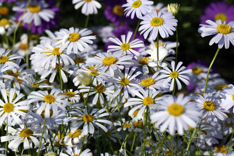Brachyscome multifida