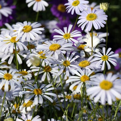 Brachyscome multifida