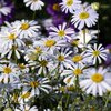 Brachyscome multifida