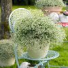 Euphorbia hypericifolia 'Diamond Frost' 