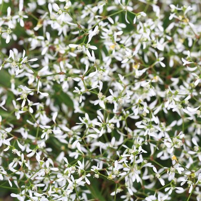 Euphorbia hypericifolia 'Diamond Frost' 