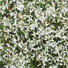 Euphorbia hypericifolia 'Diamond Frost' 