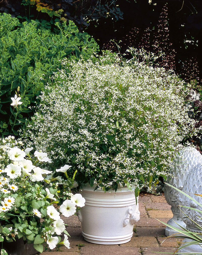 Euphorbia hypericifolia 'Diamond Frost' 