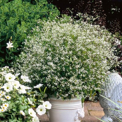 Euphorbia hypericifolia 'Diamond Frost' 
