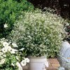 Euphorbia hypericifolia 'Diamond Frost' 