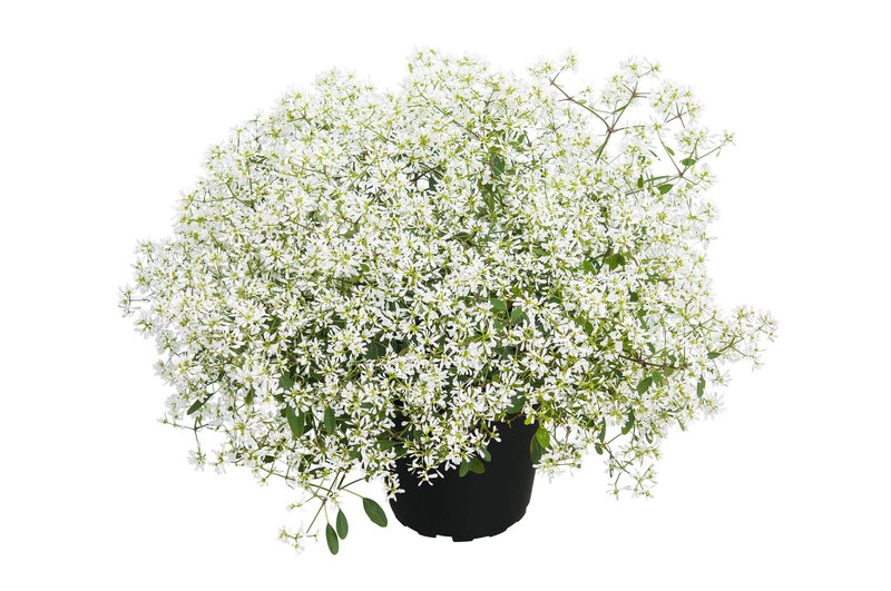 Euphorbia hypericifolia 'Diamond Frost' 