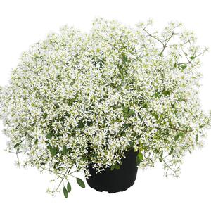 Euphorbia hypericifolia 'Diamond Frost' 