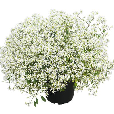 Euphorbia hypericifolia 'Diamond Frost' 