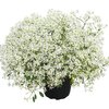 Euphorbia hypericifolia 'Diamond Frost' 