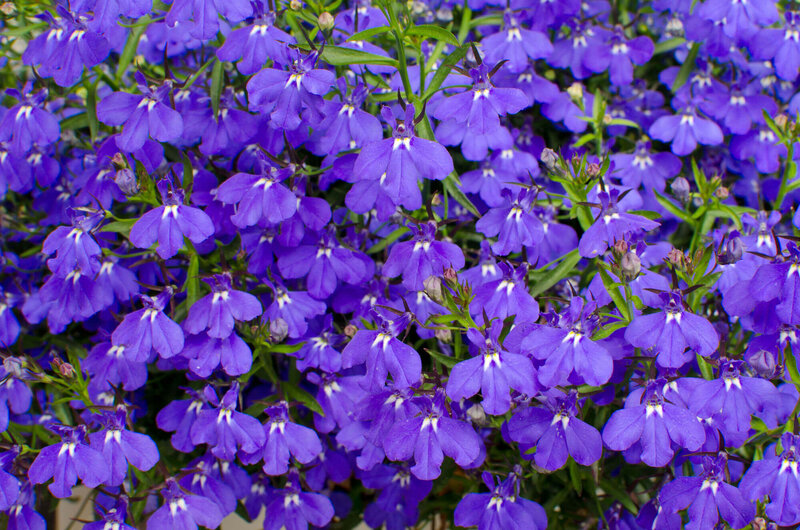 Lobelia 'Enzian Blau'