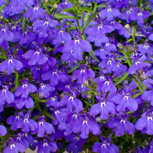 Lobelia 'Enzian Blau'