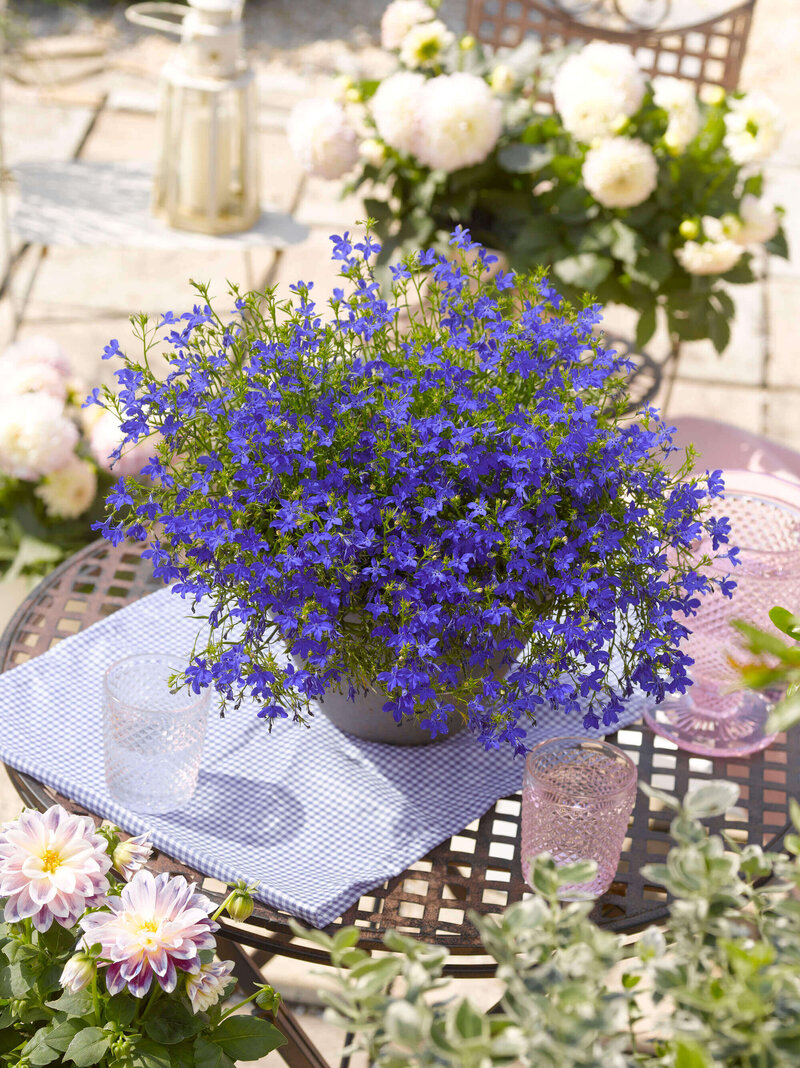 Lobelia 'Enzian Blau'