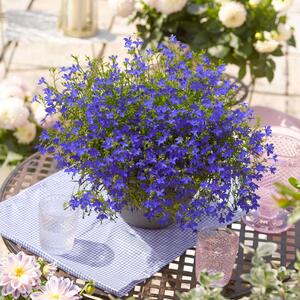 Lobelia 'Enzian Blau'