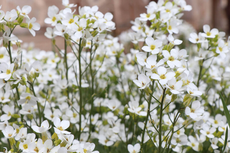 Lobularia  'Snow Princess'