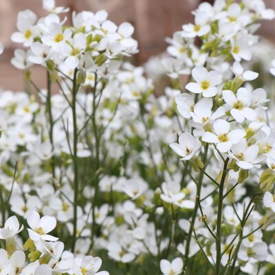 Lobularia  'Snow Princess'