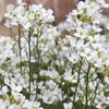 Lobularia  'Snow Princess'