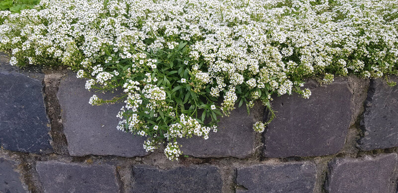 Lobularia  'Snow Princess'