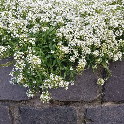 Lobularia  'Snow Princess'