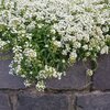 Lobularia  'Snow Princess'