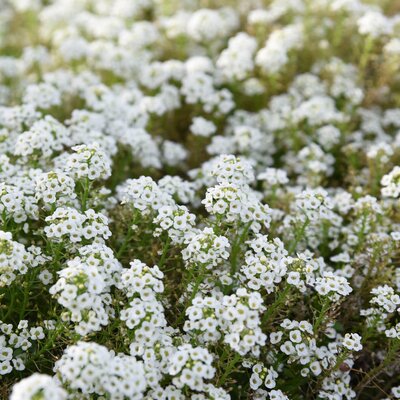 Lobularia  'Snow Princess'