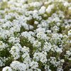 Lobularia  'Snow Princess'