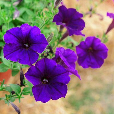 Petunia grandiflora
