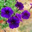 Petunia grandiflora