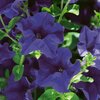 Petunia grandiflora