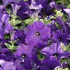 Petunia grandiflora