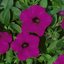 Petunia grandiflora