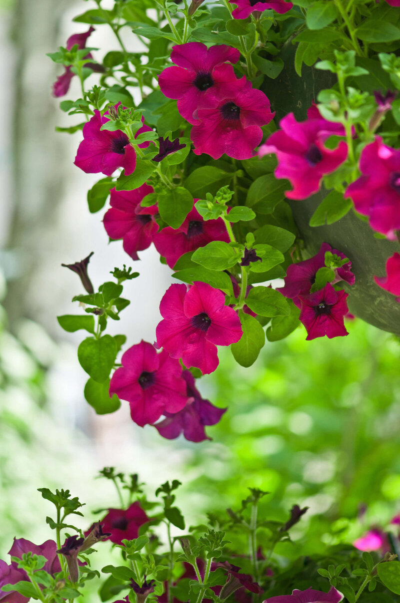 Petunia grandiflora