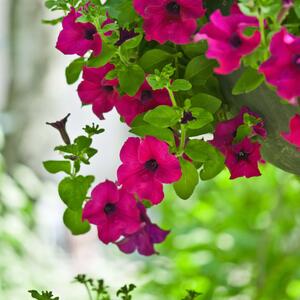 Petunia grandiflora